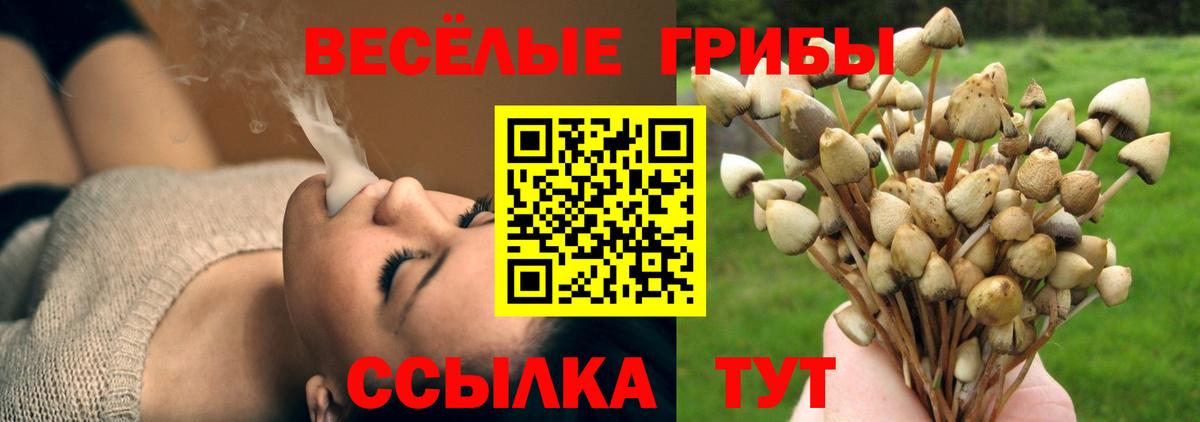 Галлюциногенные грибы мицелий  Галлюциногенные грибы Psilocybine cubensis  где продают наркотики  Вход с VPN  Чернушка 